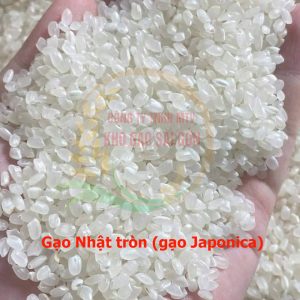 Gạo Nhật tròn, gạo Japonica